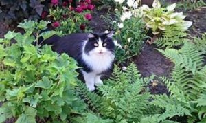 Cat Sitting Telford