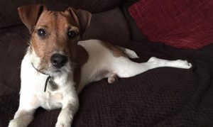 Dog Walking Hailsham