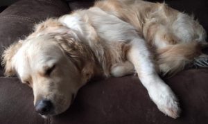 Dog Boarding Eastbourne