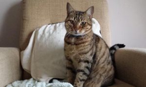 Cat Sitter Cheshire