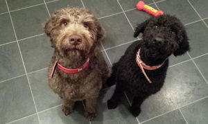 Dog Boarding Macclesfield