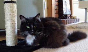 Cat Sitting Macclesfield