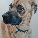 Painting of an alsatian