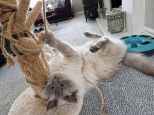 Image of a russian ragdoll cat upside down on the floor playing with their cat tower